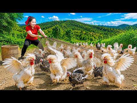 Harvesting Rare Wild Chickens Using Net Traps in Hidden Forest | 100-Day Jungle Survival Adventures!