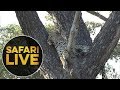 safariLIVE - Sunset Safari - May 15, 2018