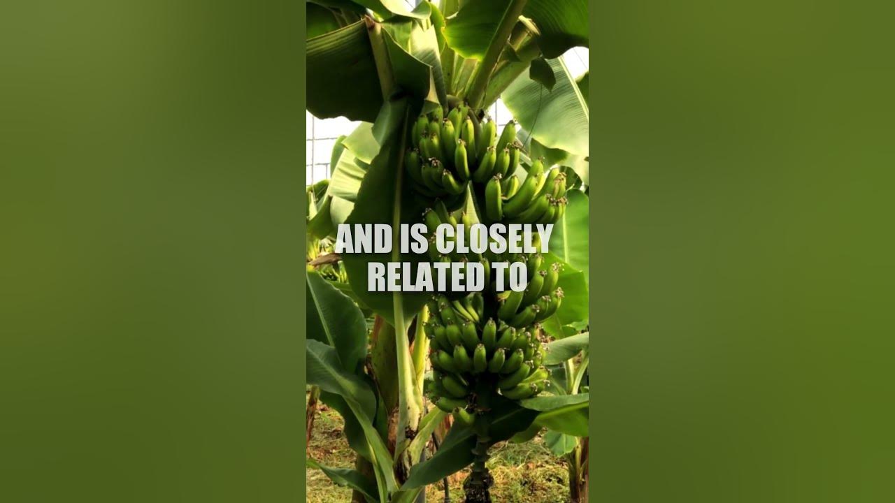 Do Bananas Grow On Trees? YouTube