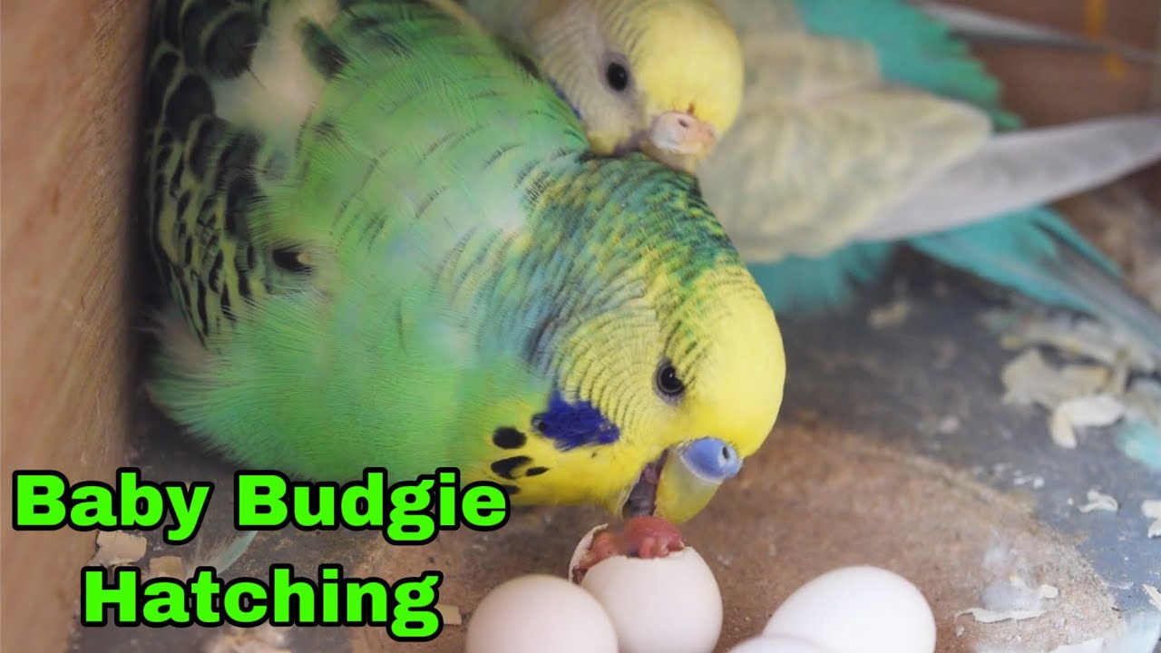 Baby Budgie Hatching - YouTube