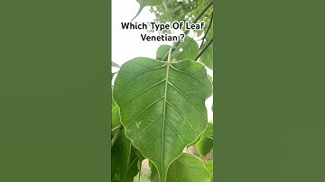 Which Type Of Leaf Venetian ? #neet #biology #leaf #venation