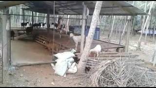 MODAN FARMS in KERALA for Malabari goats