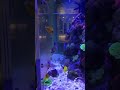 800 Gallon Custom Acrylic Coral Reef Aquarium Project | Madison, CT