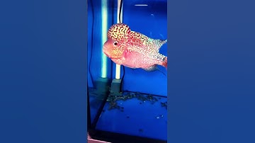 Cá La Hán Kamfa Nice | Cá cảnh Đại Lâm Mộc