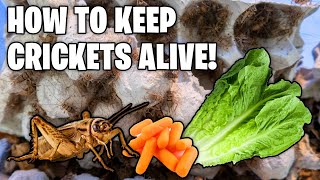 How To Keep Crickets Alive Cricket Care Guide