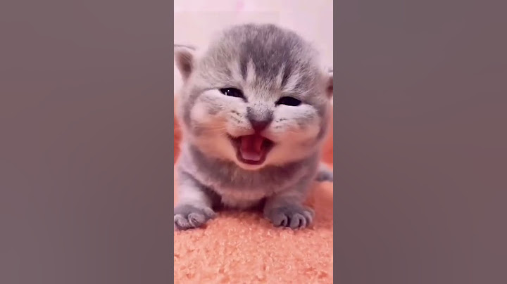 Gattini