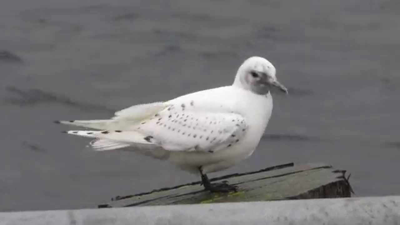 Ivory Gull - Uig, Skye 