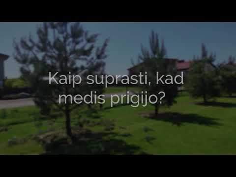 Video: Kuris Medis Yra Geresnis - Natūralus Ar Dirbtinis