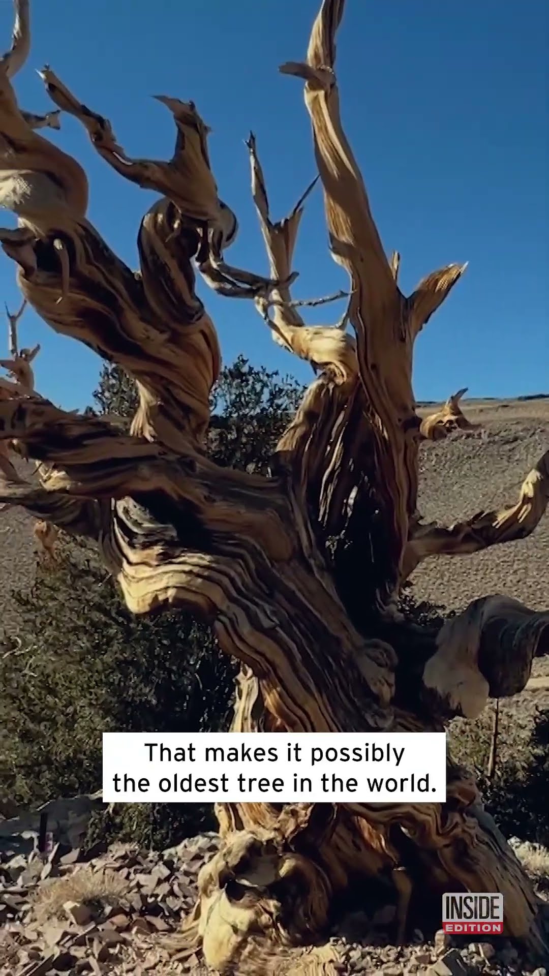 This Tree Is as Old as the Great Pyramid #shorts