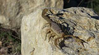 SCORPION – The Most Dangerous Predator on Earth 🦂 | 4K Wildlife