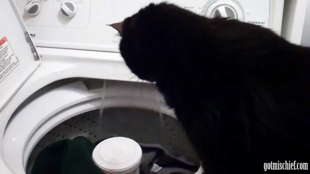Mischief and the Washer!