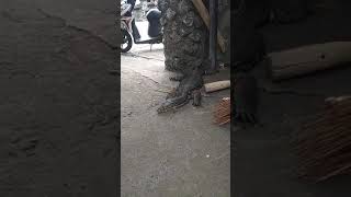 Download Lagu Mendapa alu MP3