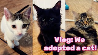 Vlog: We adopted a cat! | Rescued black cat | Galileo by Kelsey and Jesse 313 views 1 year ago 13 minutes, 10 seconds