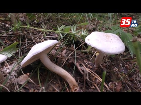 «Советы грибоведа»: осторожно! ядовитые грибы в вологодских лесах!