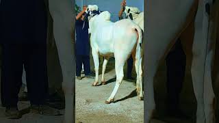 #qurbanilover#season2026#athrabull#bullcraze#dangerousbull#fatehjungi#kheerabeauty