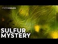 Why Beggiatoa Are Stuffed Full Of Sulfur