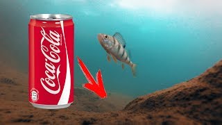 Реакция рыбы на КОКА-КОЛУ в глухозимье Подводная съемка