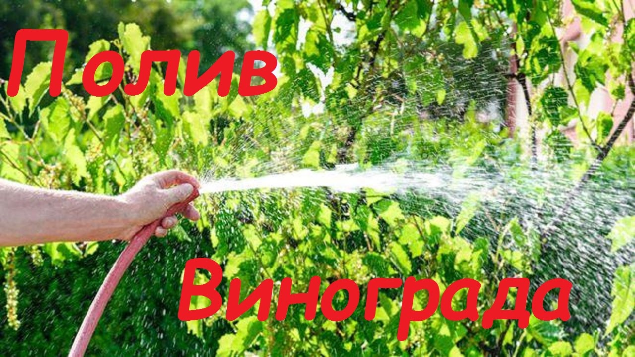 Нужен ли полив винограда