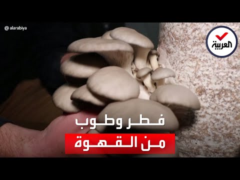 فيديو: الفطر الأبيض - تذكار ثمين للفطر