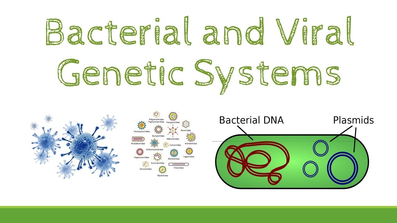 Bacterial and Viral Genetic Systems (Part 1) - YouTube