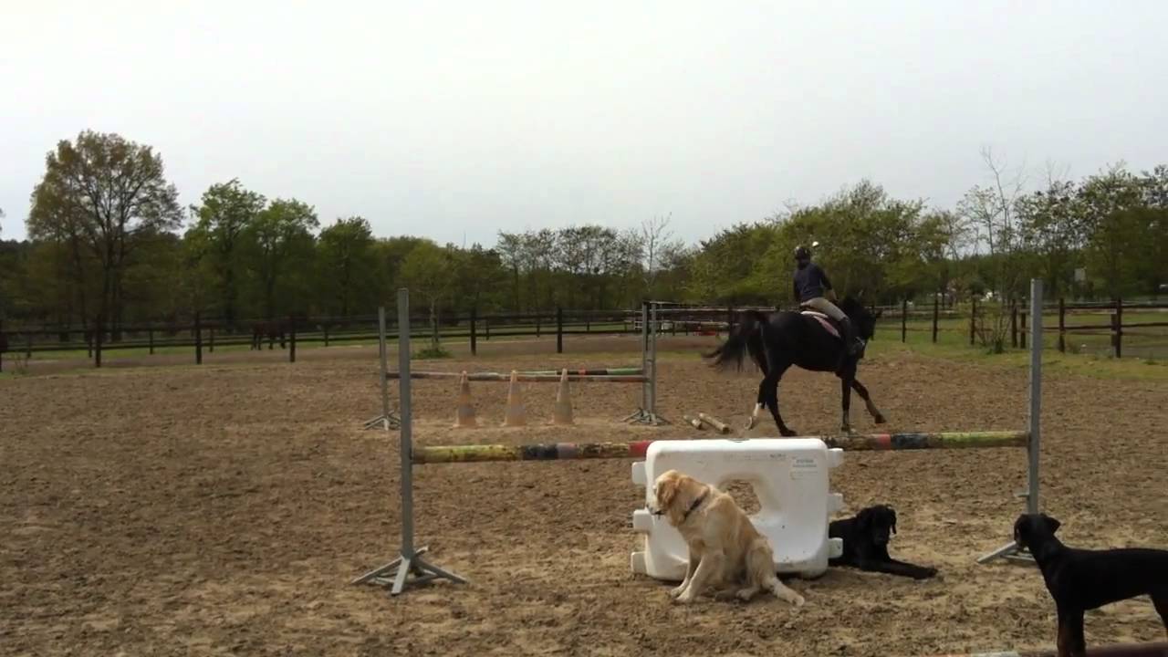 Sunny de pen ar roz à vendre