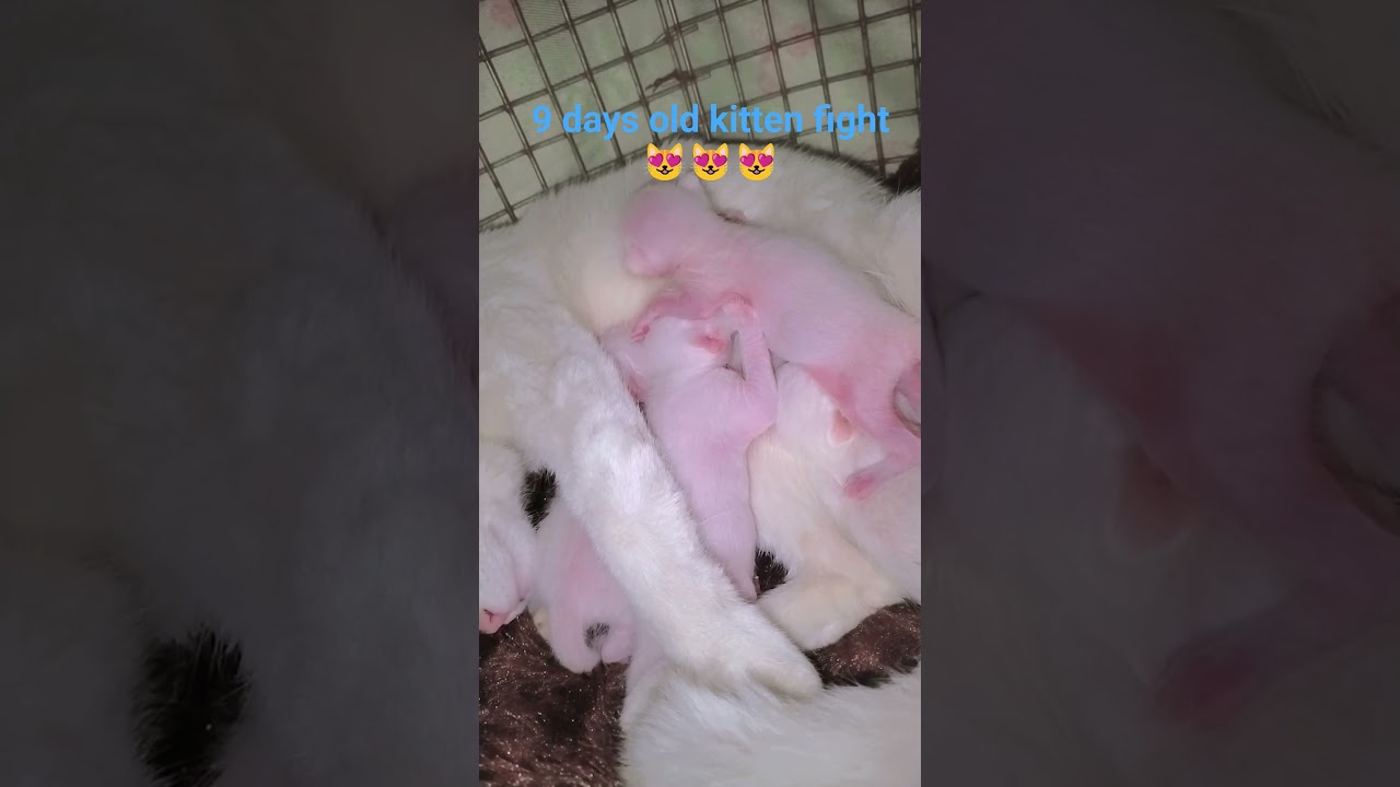 28 January 2026 kitten fight 😂😂🥰😘😻