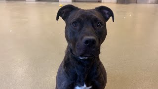 Zaza 2 Yrs Oldfemale