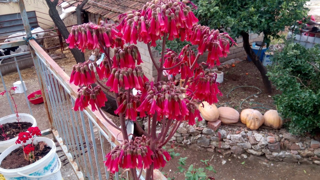 🌿 MOR BAHÇE ÇİÇEĞİM🌿AŞKIN GÖZYAŞLARI ÇİÇEĞİNİ AÇTI🍃