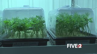 Springfield medical marijuana dispensary could open in a matter of weeks
