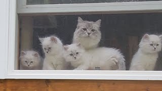 Kittens & Momma Cat Enjoying the Fresh Air and the Sound of Birds #toocute #kittens #cute