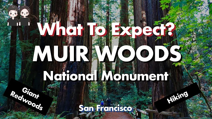 A Trip To Muir Woods | San Francisco