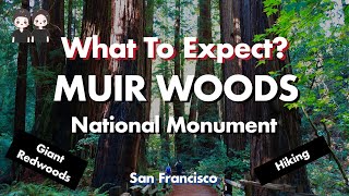 A Trip To Muir Woods | San Francisco