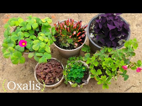 oxalis types and care/ different oxalis plant variety and name/ how to grow oxalis