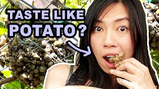 Potato Substitute - Tasting this easy to grow Madeira Vine! by Wendi Phan 2,218 views 2 months ago 14 minutes, 19 seconds