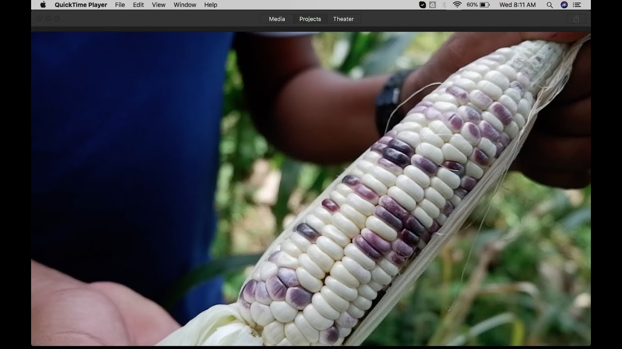 Purple sweet corn grown in a challenging environment - No irrigation & hard soil.