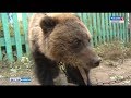В Хакасии, медведи стали часто выходить к людям. 01.10.2018