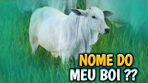 Resolvi colocar um  nome no meu boi !🤠