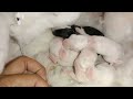 Dancing baby rabbits  gappus family