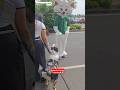 Simbaрџђ Cannes Pets France 2025 Doglife Traveltoparis Simbaрџђ Cannes Pets France 2025 Doglife Traveltoparis