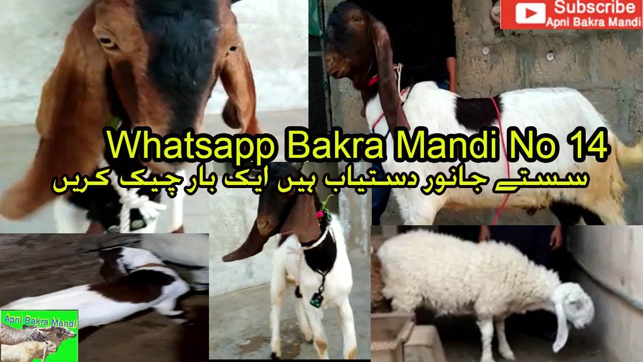 How To Buy and Sell Your Goat Through Whatsapp Bakra Mandi Videos No 14