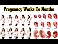 Pregnancy Weeks To Months // 1 To 9 Weeks Fetal Developments