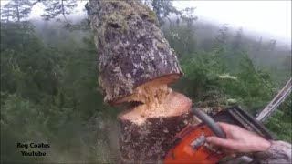 Huge Tree Top wobble #Dangerous jobs
