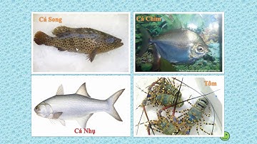 Luyện từ và câu-Lớp 5-Tuần 25-Liên kết các câu trong bài bằng cách lặp từ ngữ