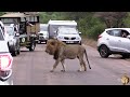 NOT Easy To Be A Lion In Kruger National Park!