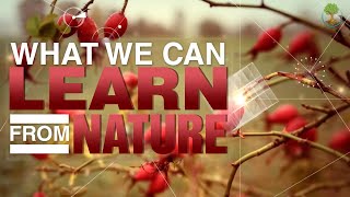 What We Can Learn From Nature | Janine Beynus