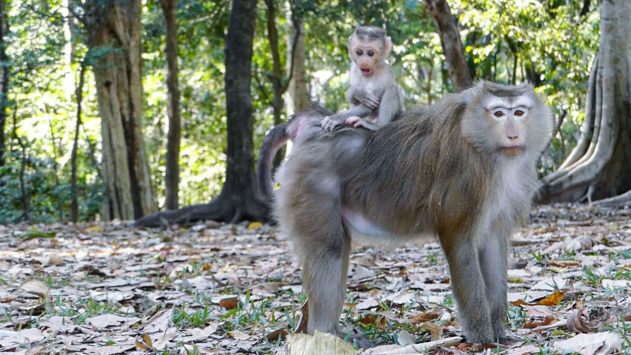 Calm wildlife life |Monkey Rose lets Rina riding on her back & ITS a ...