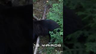 FIRST BEAR!! #archive l #bear