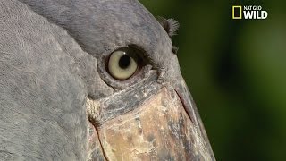 Le Bec-en-sabot du Nil, un oiseau vorace