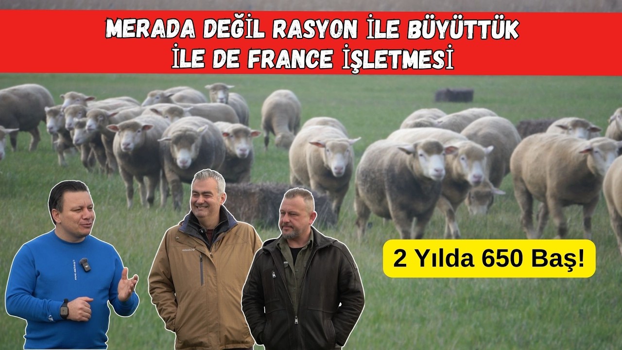 2 Yılda 650 Baş İLE DE FRANCE | Merada Değil, Rasyonla Büyüttük