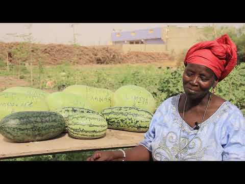 Vidéo: Variétés Testées Et Hybrides De Pastèques Et Melons